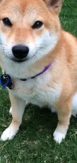 Shiba Inu sitting on green grass with a purple collar.