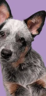 Adorable Blue Heeler dog with purple background.