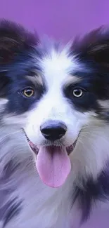 Black and white dog with lavender background, tongue out happily.