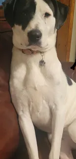 Black and white dog on a brown leather couch, showing a relaxed pose.