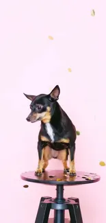 Small black-and-tan dog on a stool with pink background.