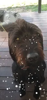 Cute black dog on a wooden porch with playful elements.