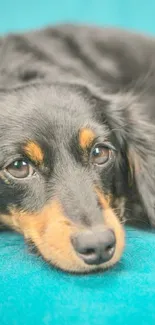 Adorable black and tan dog resting on teal background.