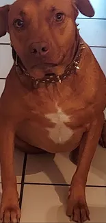 Cute brown dog with white chest sitting on a tile floor.