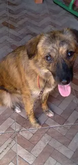 Adorable brown dog sitting on a tiled floor.