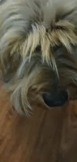 A fluffy dog standing on a wooden floor, showing an adorable furry face.