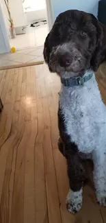 Adorable dog sitting on a wooden floor indoors.