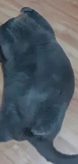A black dog lying on a wooden floor.