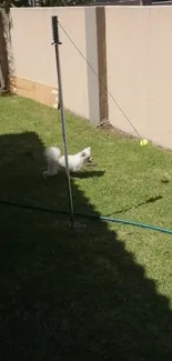 Playful white dog in sunny backyard.