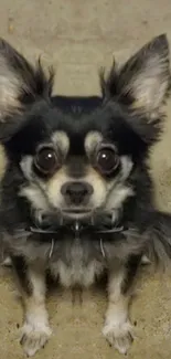 Close-up of a cute dog with perked ears and big eyes.