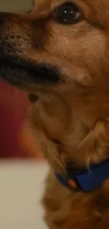 Cute brown dog with blue collar gazing upward.