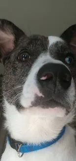 Cute dog with a blue collar staring attentively.