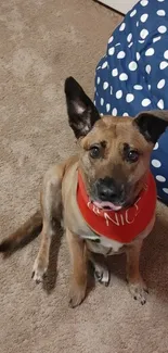 Adorable brown dog wearing a red bandana, sitting on carpet next to polka dot pillow.