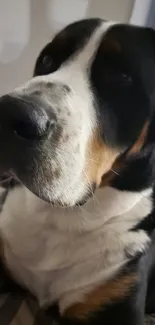 Close-up of a cute black and white dog, perfect for pet lovers' mobile wallpaper.