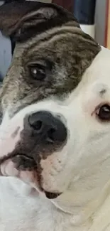 Cute dog portrait with white and brindle fur.