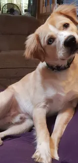 Adorable dog sitting on a chair, looking curious and friendly.