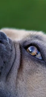 Close-up of a dog's face with eye reflection, serene view.