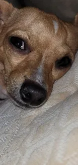 Close-up of adorable dog resting on a cushion.