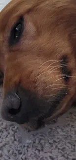 Adorable brown dog resting on gray carpet.