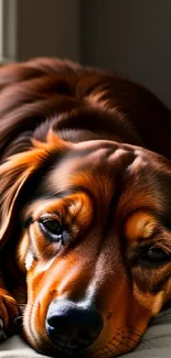 Cute brown dog resting peacefully on a bed.