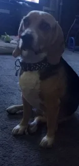 Adorable beagle sitting on the floor at home.