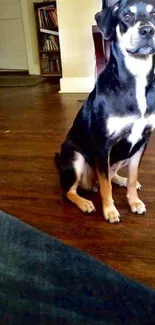 Adorable dog sitting on a wooden floor inside a cozy home.