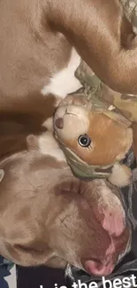 Adorable dog sleeping with toy, brown hues.