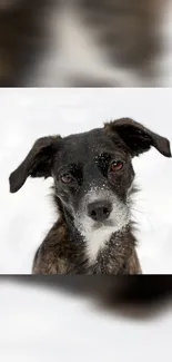 Cute dog covered in snow, staring into the camera with a blurred white background.