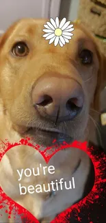 Cute Labrador with daisy and heart, saying 'you're beautiful'.