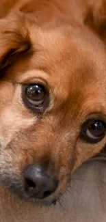 Close-up of a cute brown dog with big eyes.