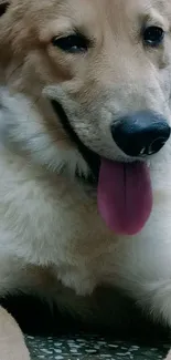 Adorable dog lying down with a happy expression and tongue out.