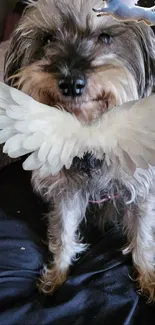 Cute dog with angel wings on a black background, perfect for mobile wallpaper.