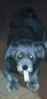 Cute black dog with bone in mouth on dark background.