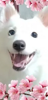 Smiling white dog with pink cherry blossoms.