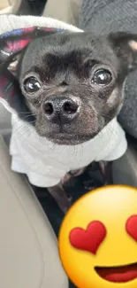 Adorable black dog with hoodie and heart emoji in a car.