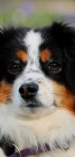 Cute dog with black fur and white chest sits among purple flowers.