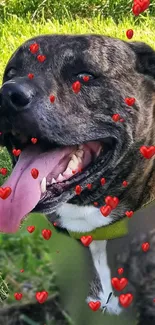 Happy dog with red hearts on a green background.