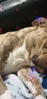 Snuggling dog with colorful heart overlays.