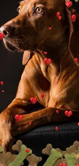 Brown dog surrounded by red hearts on dark background.