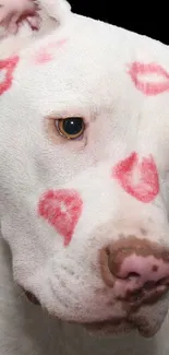 Adorable dog with red lipstick kisses on fur.