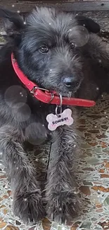 Adorable black dog with red collar on tiled floor.