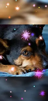 Cute dog resting with colorful sparkles on a dark blue background.