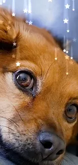 Cute dog with a starry overlay on a wallpaper.