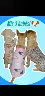 Three dogs in cute outfits on a blue background.