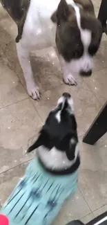 Two adorable dogs meet indoors on a tiled floor.