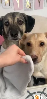 Two adorable dogs resting in a cozy setting.