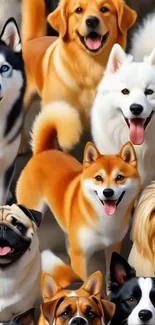 Mobile wallpaper with adorable smiling dogs in vibrant colors.