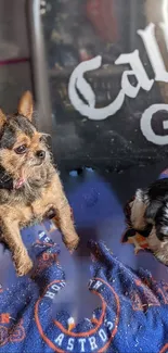 Adorable dogs resting on an Astros blanket.