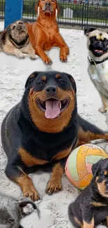 Charming dogs playing on sandy beach with volleyball.