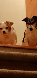 Two cute dogs sitting on a staircase.